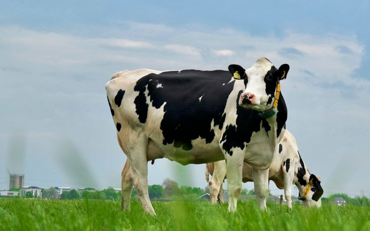Dairy — Hetheya